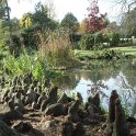Taxodium distichum pneumatophores